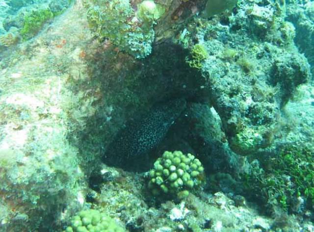 The Dive Bus - Dive Center