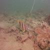 Picture taken during the dive