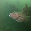 Picture taken during the dive