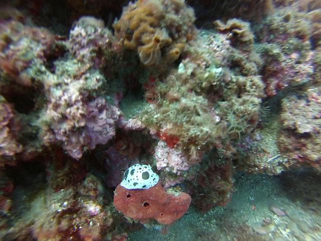 MATEUA DIVE - Dive Center in Spain