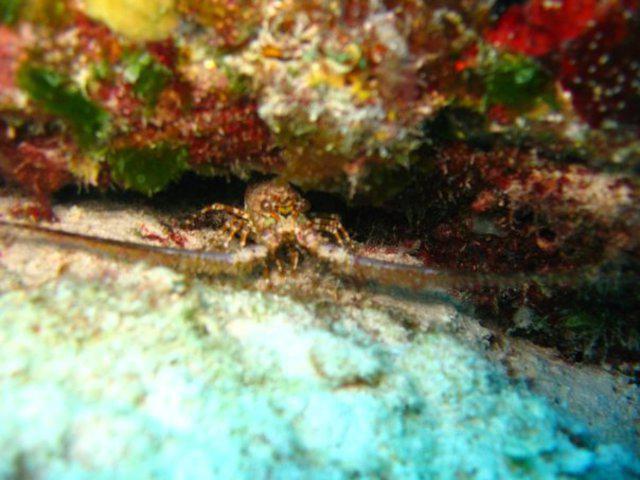 Barrakuda Scuba Mexico - Dive Center in United States