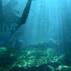 Picture taken during the dive