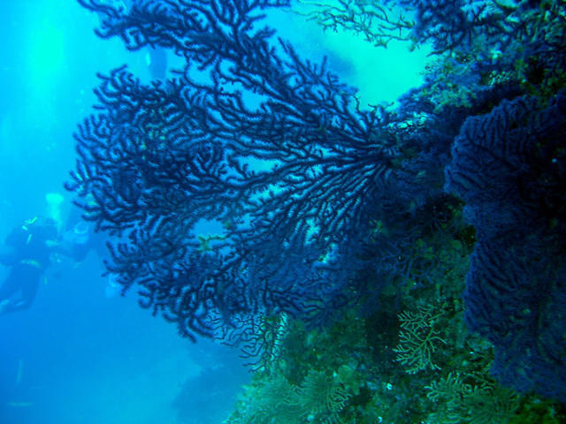 International Diving - Dive Center in Italy