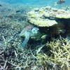 Picture taken during the dive