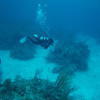 Picture taken during the dive
