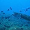 Picture taken during the dive