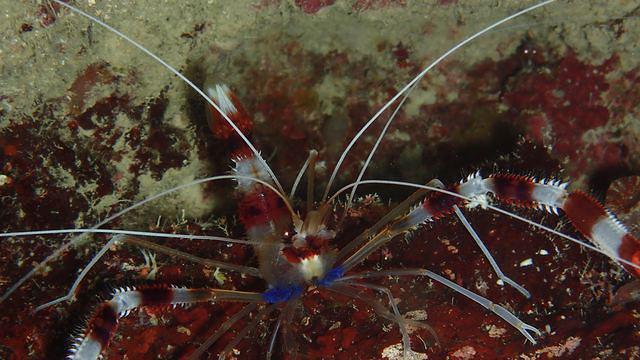 Diving in Japan, Okinawa Island - By François Metzler