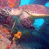 Picture taken during the dive