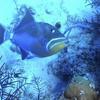 Picture taken during the dive