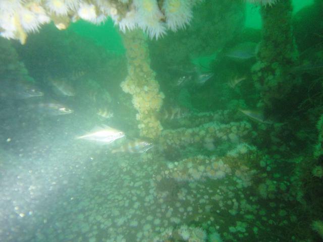 Haliotis Actividades Maritimo Turisticas - Dive Center in Portugal