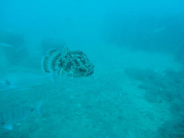 SUBNAUTA SA - Dive Center in Portugal