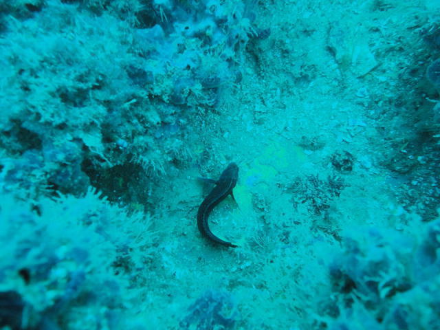 SUBNAUTA SA - Dive Center in Portugal