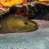 Picture taken during the dive