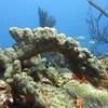 Picture taken during the dive