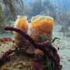 Picture taken during the dive