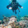 Picture taken during the dive