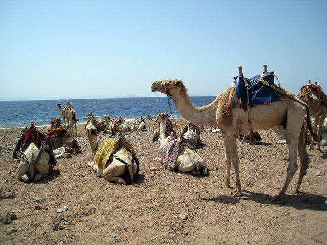 Sinai Divers Dahab-Red Sea - Dive Center in Egypt