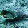 Picture taken during the dive