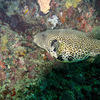 Picture taken during the dive