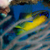 Picture taken during the dive