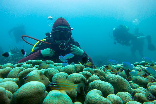 Diving in Tanzania, Pemba - By Bud