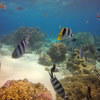 Picture taken during the dive