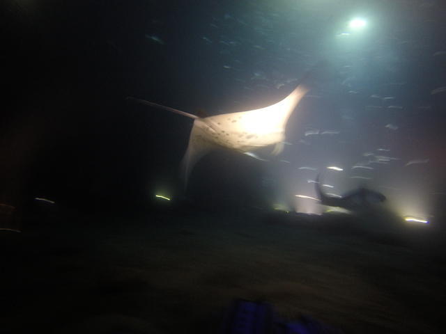 Big Island Divers - Dive Center in United States