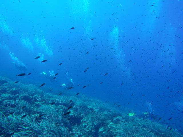 Palmes Beach - Dive Center in France