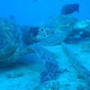 Picture taken during the dive