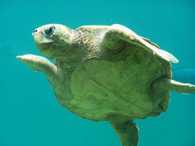 Sipadan-Kapalai Dive Resort - Dive Center in United States
