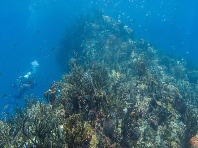 Deefer Diving Carriacou - Dive Center in Grenada