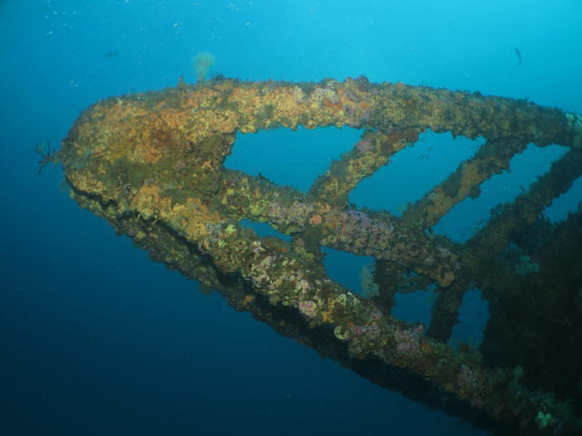 Paihia Dive - Dive Center in New Zealand