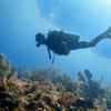 Picture taken during the dive
