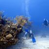 Picture taken during the dive