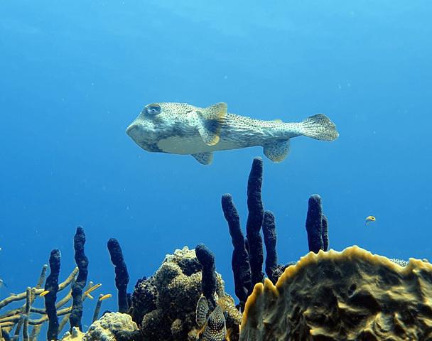 Club De Plongee Des Saintes Pisquettes - Dive Center