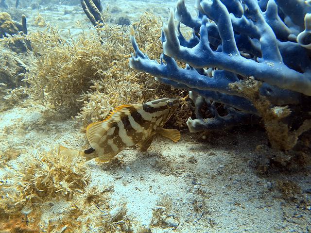 Club De Plongee Des Saintes Pisquettes - Dive Center