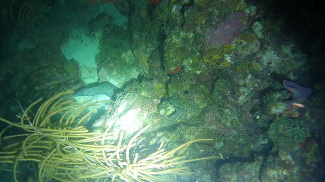 Diving in Guadeloupe, Port-Louis - By David Hsl