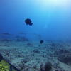 Picture taken during the dive