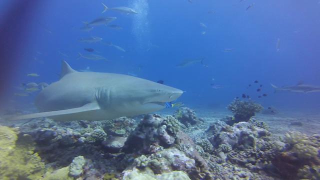 Topdive Tahiti - Dive Center in 法属波利尼西亚