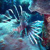 Picture taken during the dive