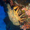 Picture taken during the dive