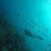 Picture taken during the dive