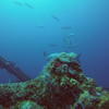 Picture taken during the dive