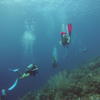 Picture taken during the dive
