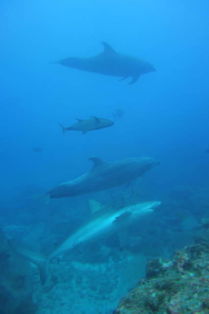 Okeanos Aggressor - Dive Center in Costa Rica