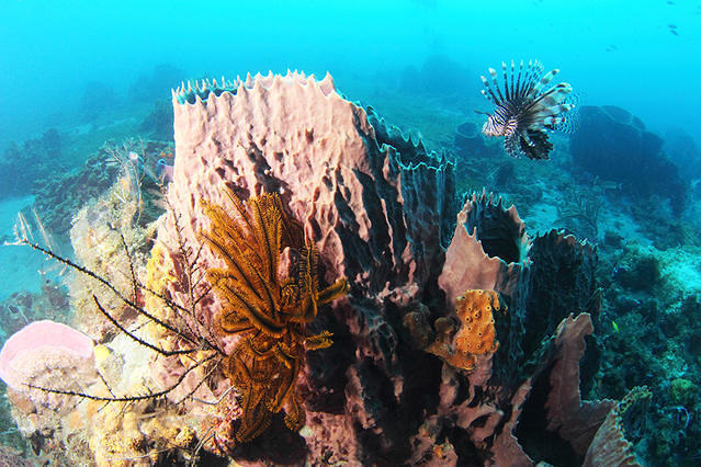 Diving in Castries, Saint Lucia - By Nono