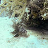 Picture taken during the dive