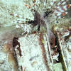 Picture taken during the dive