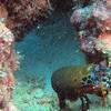 Picture taken during the dive