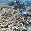 Picture taken during the dive